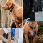 AirTag Case | Slim [4 Pack] - Clear - Collage showing clear AirTag cases attached to dog collars, a backpack, and a bag strap.